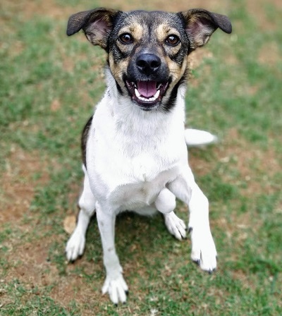 #PraCegoVer: Fotografia da cachorra Lupita, ela tem as cores preto, amarelo e branco